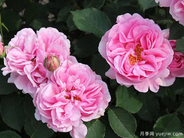 月季養殖知識：養花環(huán)境，盆土配置，推薦品種，養護打理(圖1)
