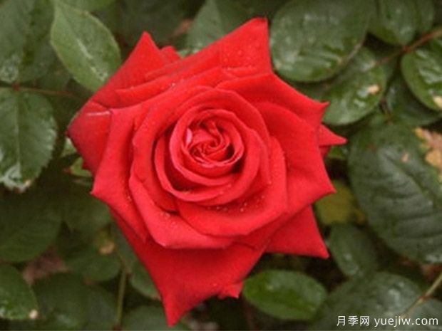 4個(gè)紅色月季，漂亮喜慶勤花濃香(圖4)