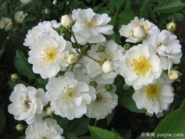 愛(ài)的花環(huán)月季的優(yōu)缺點(diǎn)是什么？(圖1)