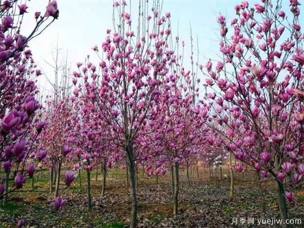 哪些苗木能成為未來(lái)城市園林綠化的主角？(圖1)