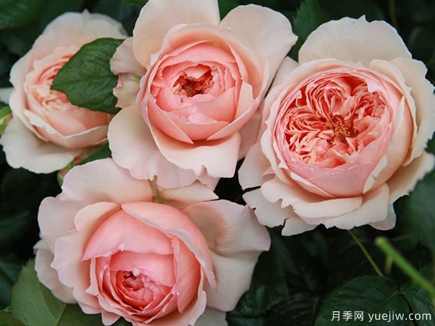 推薦7個(gè)夏季耐熱月季品種，綻放美麗在夏天(圖2)
