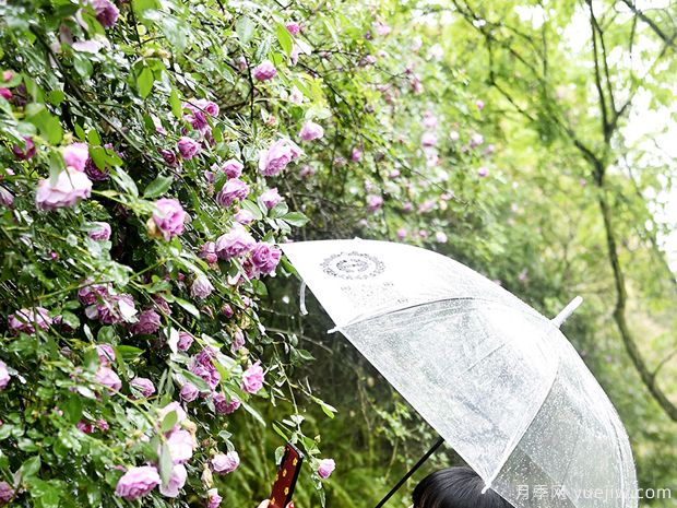 重慶涪陵月季花開(kāi) 雨中綻放別有韻味(圖1)