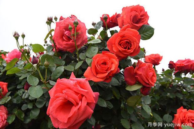曲靖高桿月季溫暖綻放，打造麒麟城靚麗景觀(guān)(圖4)