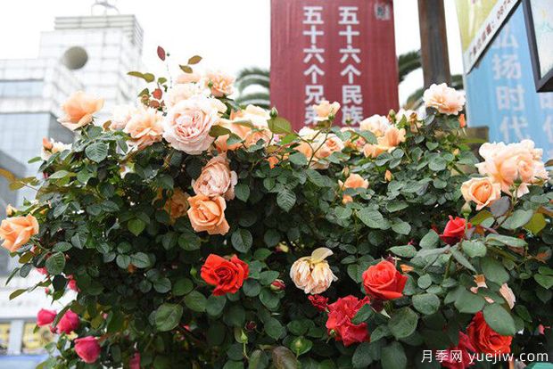 曲靖高桿月季溫暖綻放，打造麒麟城靚麗景觀(guān)(圖3)