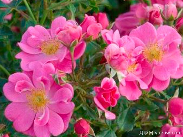 粉色蜜蜂樂(lè )園月季/明亮粉色引蝶月季(圖1)