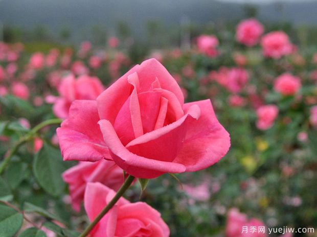 春季花卉常見(jiàn)蟲(chóng)害與防治辦法(圖1)
