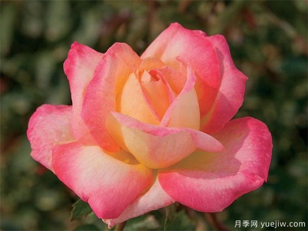 300種花卉植物開(kāi)花月份對照表(圖1)