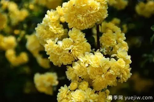 黃木香開(kāi)花好看又好聞，快速花墻(圖1)