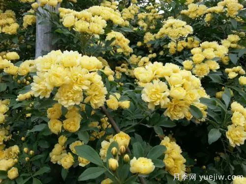 黃木香開(kāi)花好看又好聞，快速花墻(圖2)