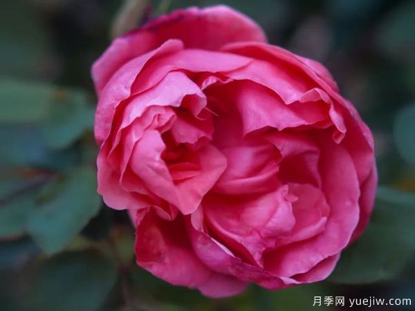 黃岡科技職業(yè)學(xué)院，然有月季，亭亭玉立(圖1)