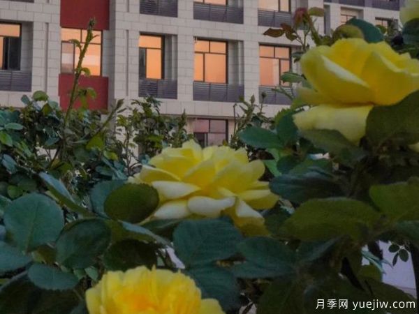 黃岡科技職業(yè)學(xué)院，然有月季，亭亭玉立(圖2)