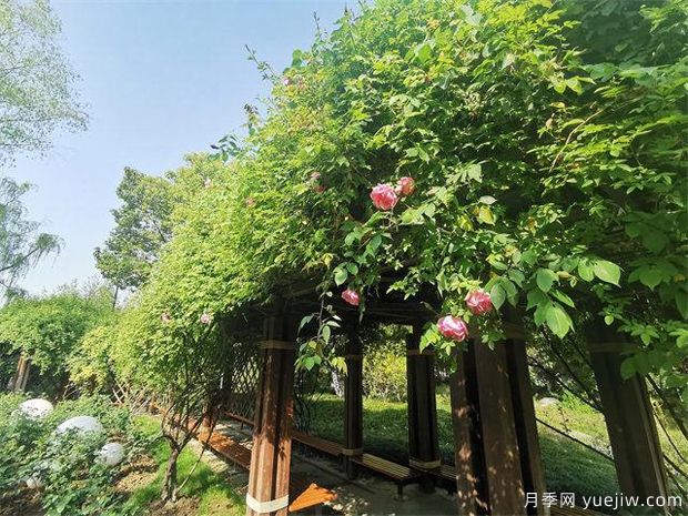 常州紫荊公園古老月季漸次開(kāi)放，展示市花的獨特文化魅力(圖1)