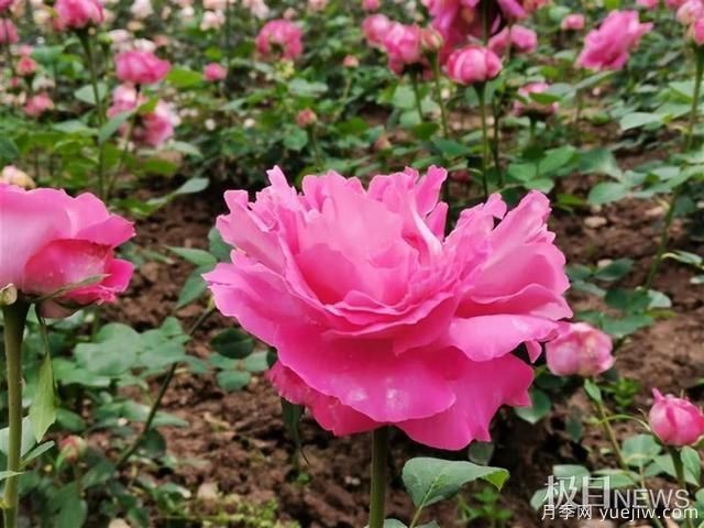武漢市第十三屆月季展，青山和平公園等你來(lái)打卡(圖5)