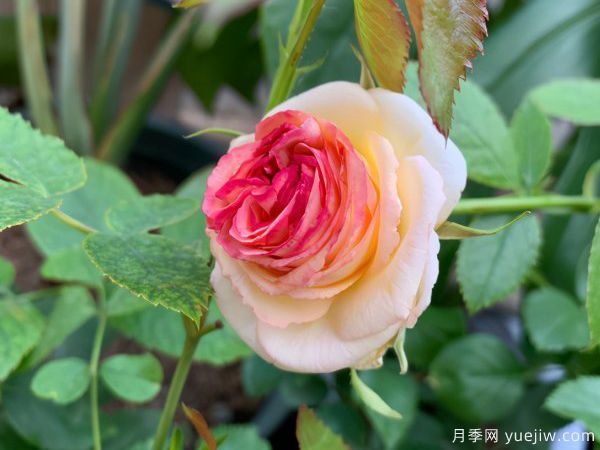月季總是不開(kāi)花，幾個(gè)養護要素做到位，開(kāi)花不斷(圖1)
