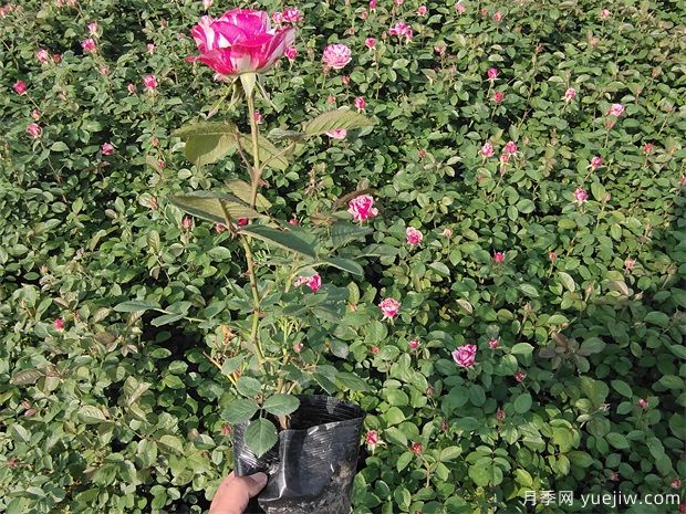 二年生節日禮花營(yíng)養杯苗批發(fā)(圖2)