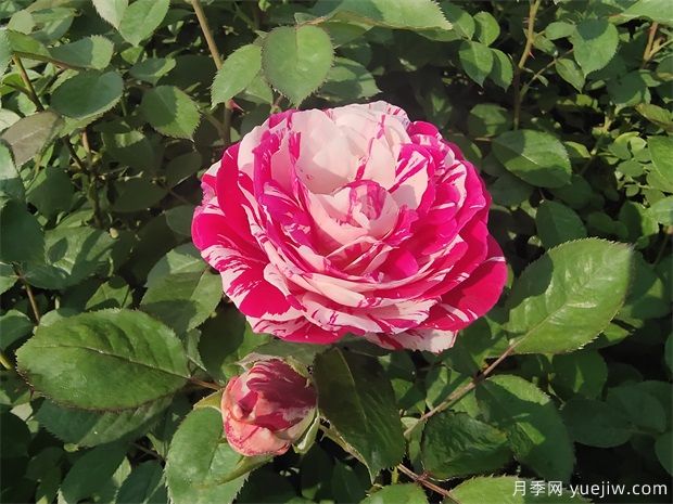 二年生節日禮花營(yíng)養杯苗批發(fā)(圖1)