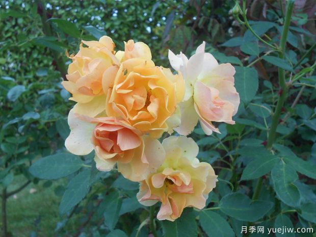 藤本快樂(lè )舞蹈月季(圖1)