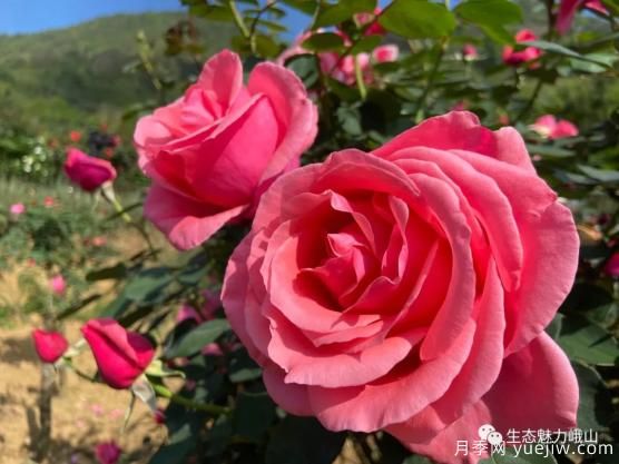 玉溪峨山月季花開(kāi)正好 拍照打卡進(jìn)行時(shí)(圖1)
