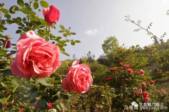 玉溪峨山月季花開(kāi)正好 拍照打卡進(jìn)行時(shí)(圖2)