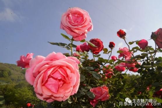 玉溪峨山月季花開(kāi)正好 拍照打卡進(jìn)行時(shí)(圖3)