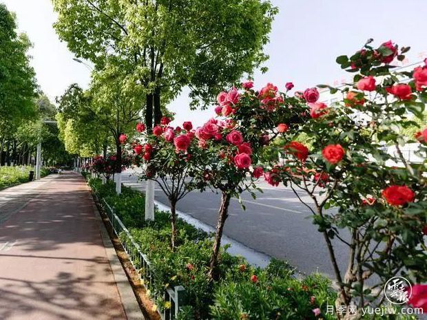 云南昆明樹(shù)狀月季爭奇斗艷 扮靚城市街頭(圖1)