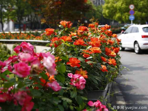 宜昌月季應用和景觀(guān)圖集(圖1)