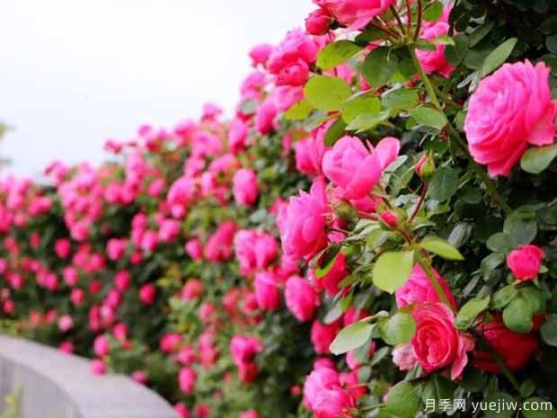 淮安月季市花文化和景觀(guān)圖集(圖3)