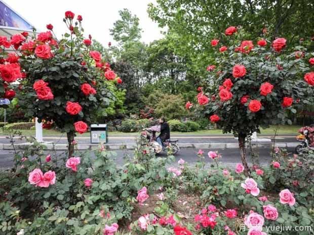 淮安月季市花文化和景觀(guān)圖集(圖4)