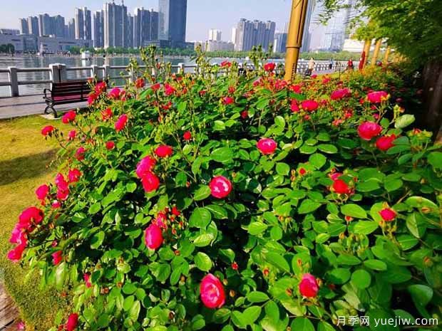 洛陽(yáng)月季應用和景觀(guān)圖集(圖3)