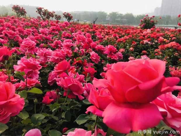 廊坊月季市花文化和景觀(guān)圖集(圖4)