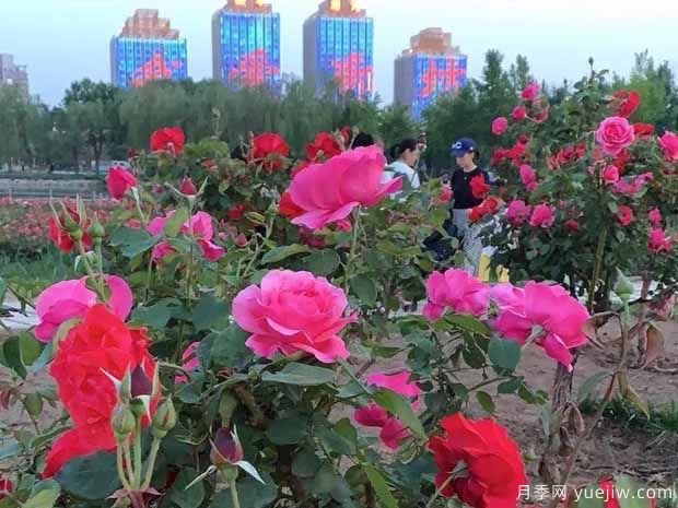 廊坊月季市花文化和景觀(guān)圖集(圖5)