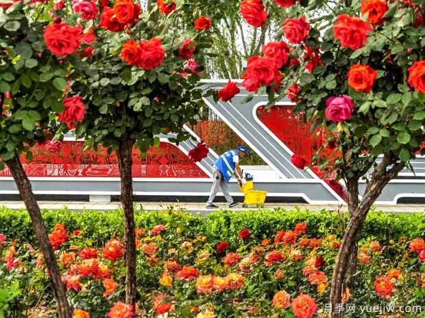 廊坊月季市花文化和景觀(guān)圖集(圖3)