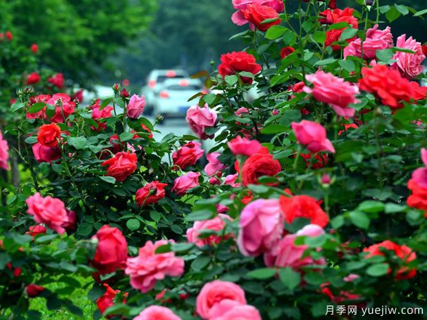 洛陽(yáng)月季應用和景觀(guān)圖集(圖1)
