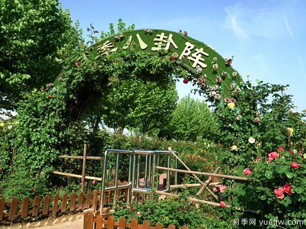 平頂山月季市花文化和景觀(guān)圖集(圖4)