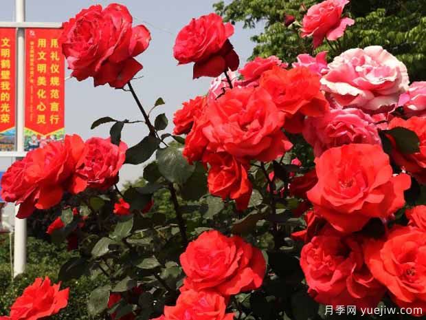 鶴壁月季應用和景觀(guān)圖集(圖2)