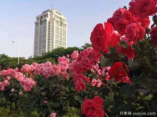 鶴壁月季應用和景觀(guān)圖集(圖3)