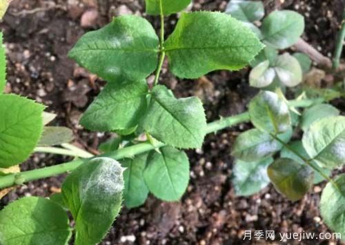 月季常見(jiàn)的4種病蟲(chóng)害和防治措施(圖2)