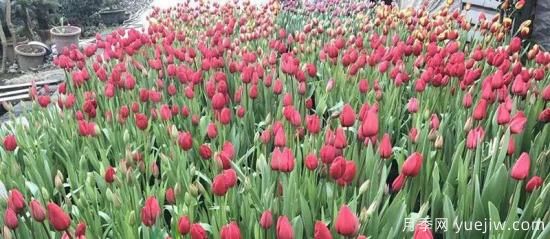 植物專(zhuān)類(lèi)園帶火的苗木有哪些，月季園火了(圖6)