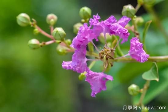 植物專(zhuān)類(lèi)園帶火的苗木有哪些，月季園火了(圖3)