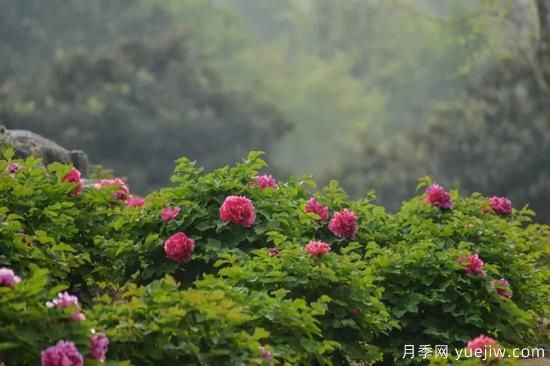 植物專(zhuān)類(lèi)園帶火的苗木有哪些，月季園火了(圖2)
