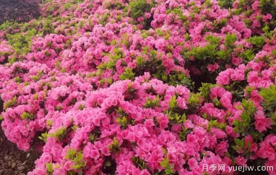 植物專(zhuān)類(lèi)園帶火的苗木有哪些，月季園火了(圖5)