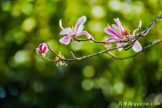 植物專(zhuān)類(lèi)園帶火的苗木有哪些，月季園火了(圖4)