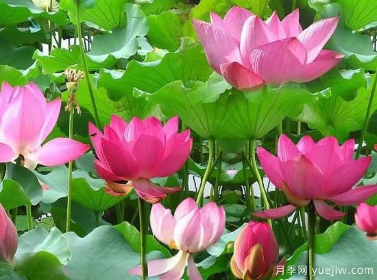 植物專(zhuān)類(lèi)園帶火的苗木有哪些，月季園火了(圖7)