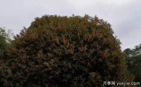 植物專(zhuān)類(lèi)園帶火的苗木有哪些，月季園火了(圖8)