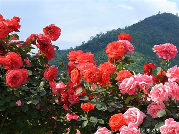 南陽(yáng)市月季國家林木種質(zhì)資源庫成立，打造南陽(yáng)月季甲天下(圖1)