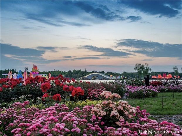 南陽(yáng)月季當紅，產(chǎn)業(yè)高質(zhì)量發(fā)展(圖2)