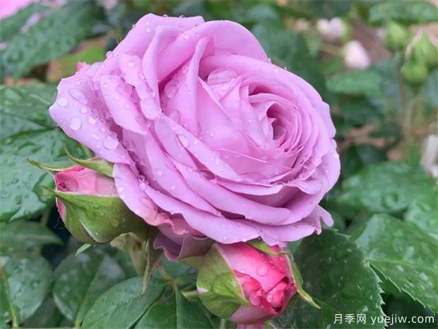 水星王陽(yáng)臺月季(圖1)