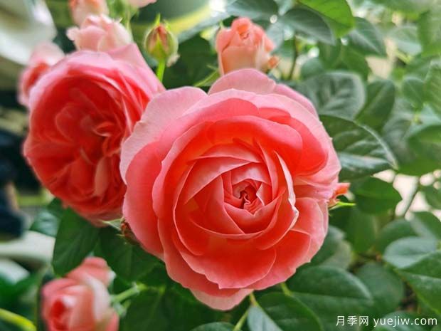 推薦10款適合陽(yáng)臺種植的月季，長(cháng)期花開(kāi)不敗(圖2)