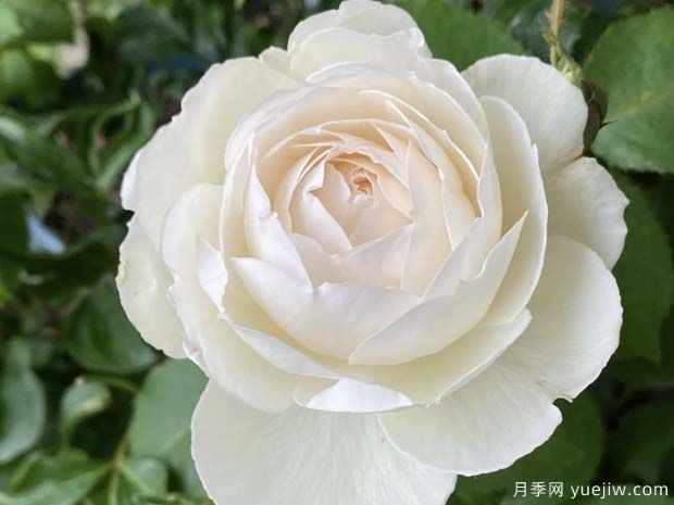 天鵝古董月季的優(yōu)缺點(diǎn)是什么？(圖1)