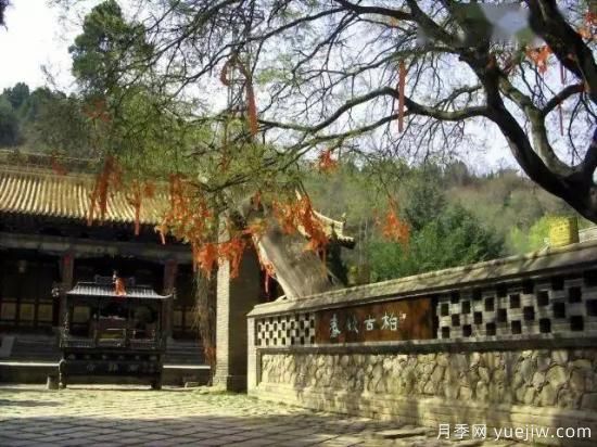 公認的9種頂級古樹(shù)名木是哪些？(圖1)